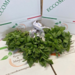 Confezione Basilico da 300 grammi