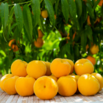 Confezione Pesca percoca | Spedizione gratuita - Image 4