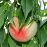 Pesche Bianche da 2 kg - immagine 4