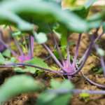 Cavolo rapa rosso - immagine 2