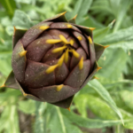 20 Carciofi Spinosi - immagine 2