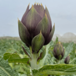 20 Carciofi Spinosi - immagine 3