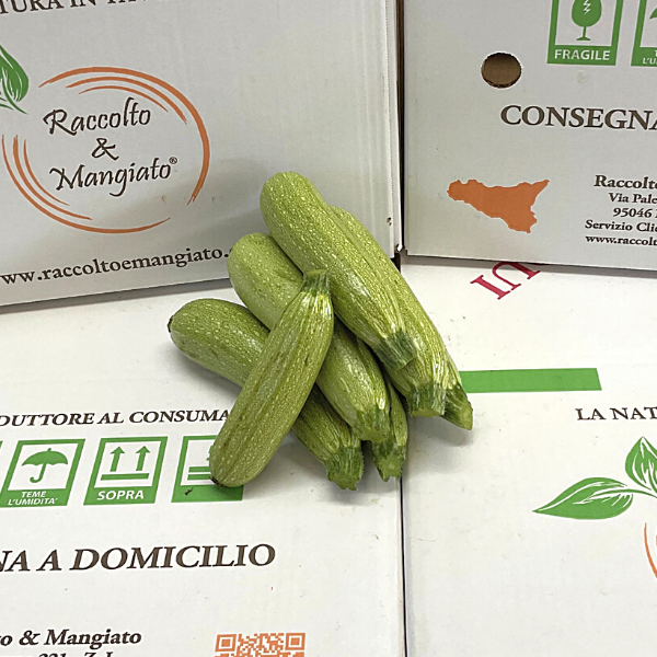 ZUCCHINA_BIANCA_1KG.png Zucchine Bianche al kg - immagine 1