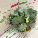 Un Broccoletto di Sicilia circa 800 gr - Image 2