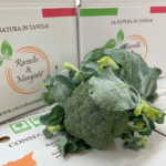 Un Broccoletto di Sicilia circa 800 gr