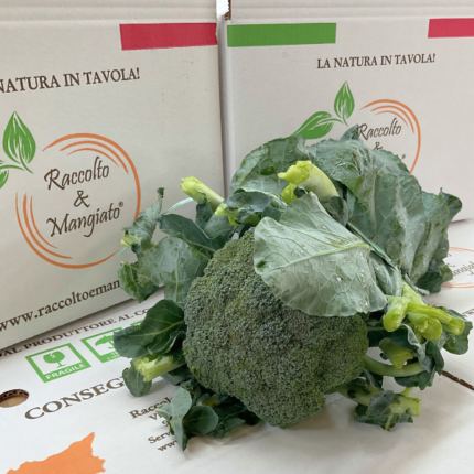 Un Broccoletto di Sicilia circa 800 gr