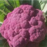 Cavolfiore viola – Image 4