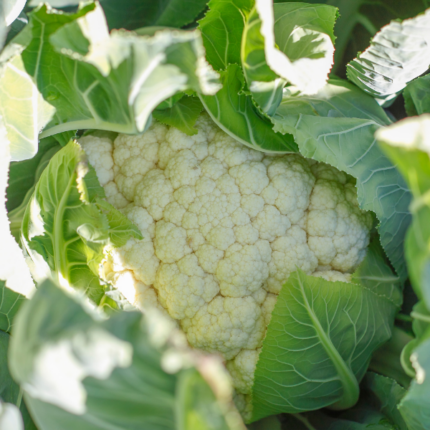 Confezione da 3 Cavolfiori Bianchi