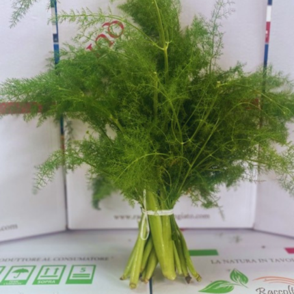 Finocchietto selvatico 1 mazzo da 250/300 gr