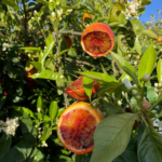 Arance Tarocco Ippolito in rete da 3 kg - immagine 3