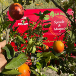 Arance Tarocco Ippolito in rete da 3 kg - immagine 4