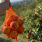 Arance Tarocco Ippolito in rete da 3 kg - immagine 2