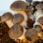 Funghi Cardoncelli 200gr