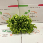 Insalata indivia riccia di Sicilia al pezzo - Image 2