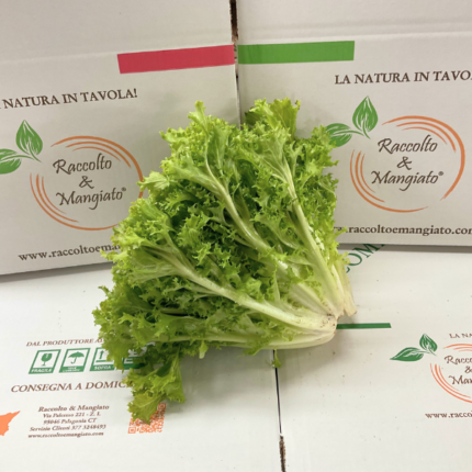 Insalata indivia riccia di Sicilia al pezzo