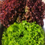 Insalata gentilina confezione da 2 pezzi - immagine 3