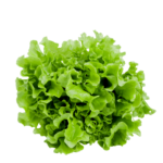 Insalata gentilina confezione da 2 pezzi