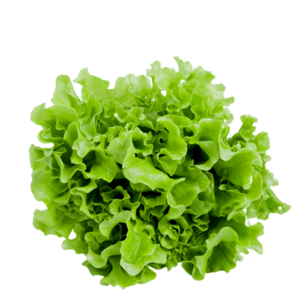 Insalata gentilina confezione da 2 pezzi