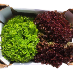 Insalata gentilina confezione da 2 pezzi - immagine 2