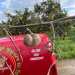 Confezione da 3 kg Kiwi Hayward Imperfetti - Image 2