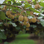 Kiwi Hayward | da 500 gr o da 1 kg - Image 2