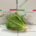 Lattuga lunga siciliana