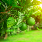 Lime rete 500 g - immagine 2