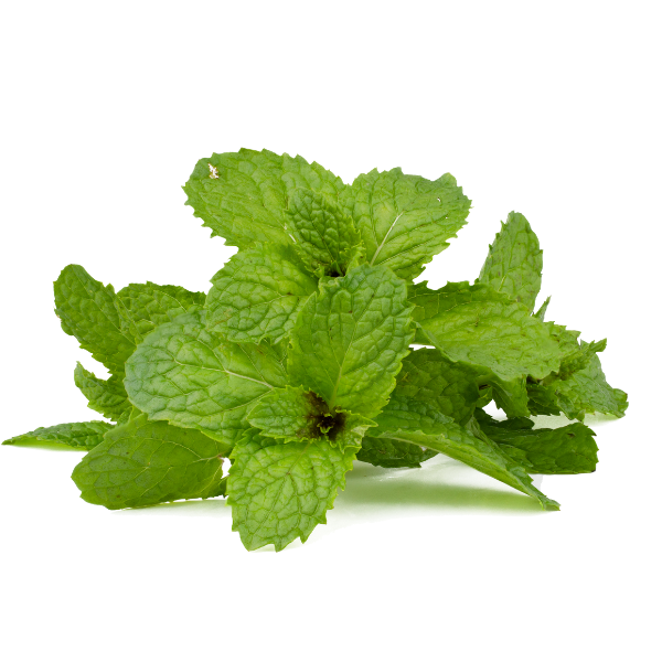 menta_fresca.png Menta fresca in busta da 60 gr - immagine 1