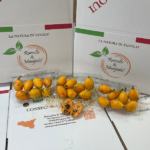 Confezione Nespole 3 vaschette da 500 gr