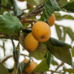 Nespole siciliane vaschetta da 500 gr – Image 2