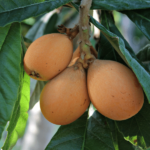 Confezione Nespole 3 vaschette da 500 gr – Image 4