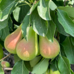 Pera Etrusca 3 confezioni da 500gr