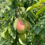 Pera Etrusca 3 confezioni da 500gr - immagine 2