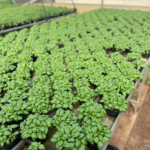 Basilico fresco mazzetto da 100 gr - immagine 3