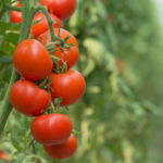 Pomodoro Rosso a grappolo 1 kg - immagine 3