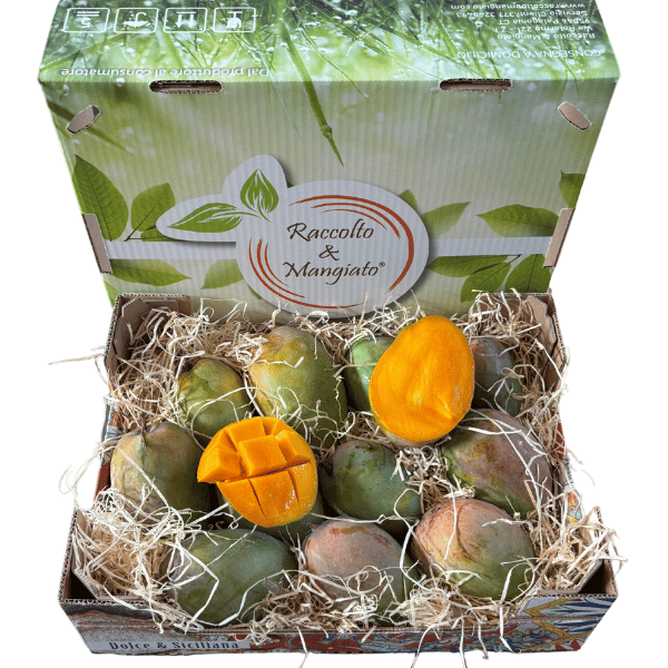 Confezione Mango Glenn Confezione Mango Glenn
