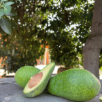 Avocado Fuerte | da 4 kg o da 8 kg - Image 2