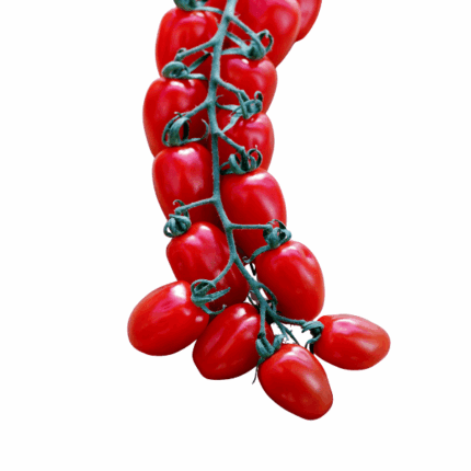 Pomodoro datterino bio