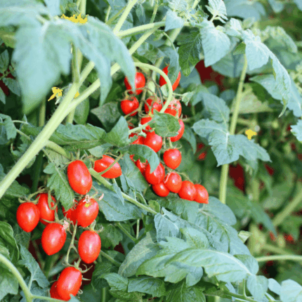 Pomodoro datterino Bio