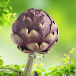 Carciofo Romanesco - Image 3