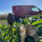 Carciofi Violetto - immagine 2