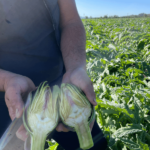 Carciofi Violetto - immagine 3