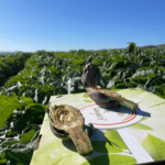 Carciofi Violetto - immagine 5