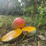 Mango Keitt | da 4kg o da 8 kg - Image 2