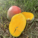 Mango Keitt | da 4kg o da 8 kg