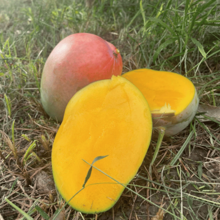 Mango Keitt | da 4kg o da 8 kg