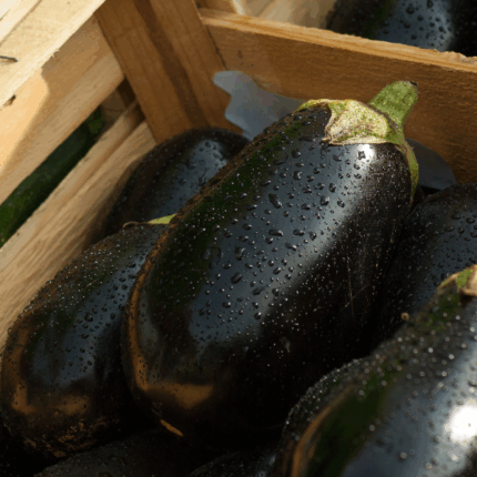 Melanzana nera Bio 2 kg