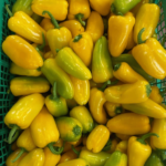 Peperoni snack | Confezioni da 500 gr - Image 3