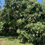 pianta mango siciliano