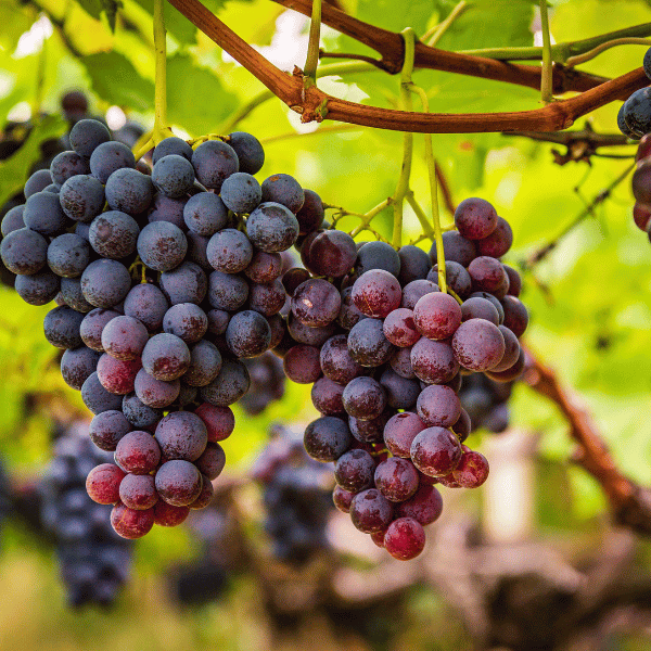 Uva Red Globe 500 gr